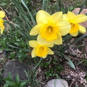 Meet your Posher, Shay